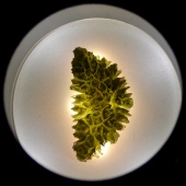 Moldavite (Muzeum Czeski Krumlov) okazy3.jpg