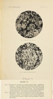 Farrington 1895 (plate6).jpg