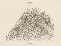 Meteoreisens Lenarto (Haidinger 1855).jpg