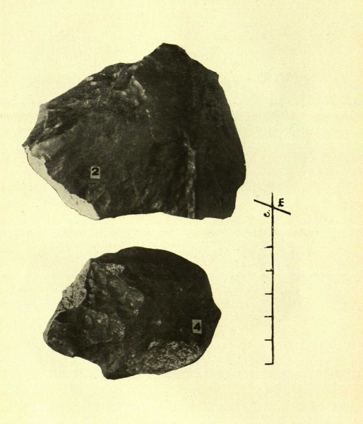 Plik:Zemaitkiemis specimens-2 4 (Kaveckis 1935).jpg