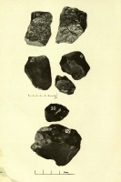 Zemaitkiemis specimens-12 15-20 (Kaveckis 1935).jpg