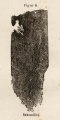 Bohumilitz (Haidinger 1855).jpg