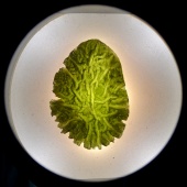 Moldavite (Muzeum Czeski Krumlov) okazy9.jpg