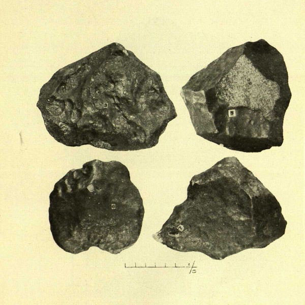 Plik:Zemaitkiemis specimens-3 5-7 (Kaveckis 1935).jpg