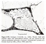 Seeläsgen (Buchwald 1975)-USNM-2.jpg