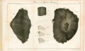Jonzac (Bellevue 1821-Pl 1).jpg