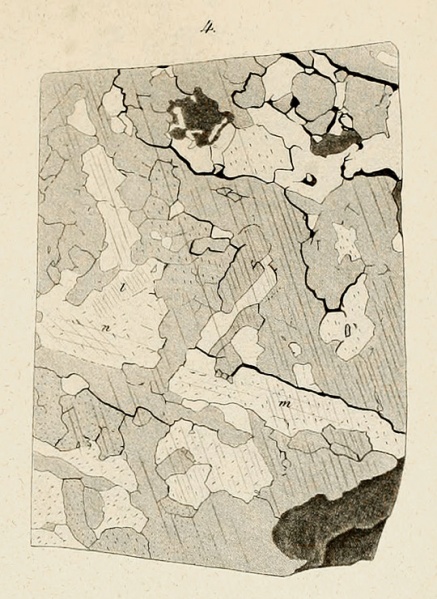 Plik:Seeläsgen (Rose 1864 Tafl2 Fig4).jpg