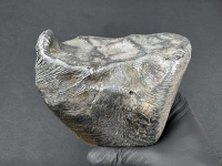 SN20260417 (mainmass)-SzK 7485.jpg