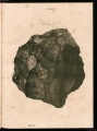 Schreibers 1820 (Tab-iv).jpg