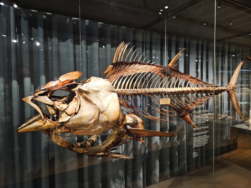 Plik:CopenhagenUGM (fish)-1.jpg