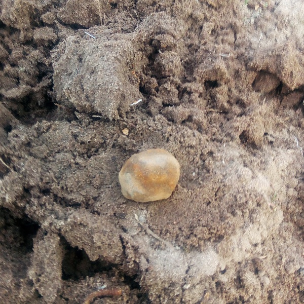 Plik:Pułtusk (27g Kaioken 2026-04).jpg