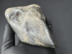 SN20260417 (mainmass)-SzK 7437.jpg