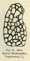 Brezina (1894 fig15).jpg