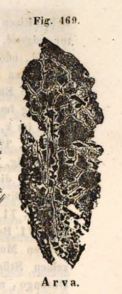 Plik:Magura (Haidinger 1845).jpg