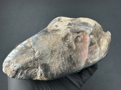 SN20260417 (mainmass)-SzK 7438.jpg