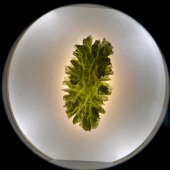 Moldavite (Muzeum Czeski Krumlov) okazy6.jpg