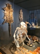 CopenhagenUGM (primates)-1.jpg