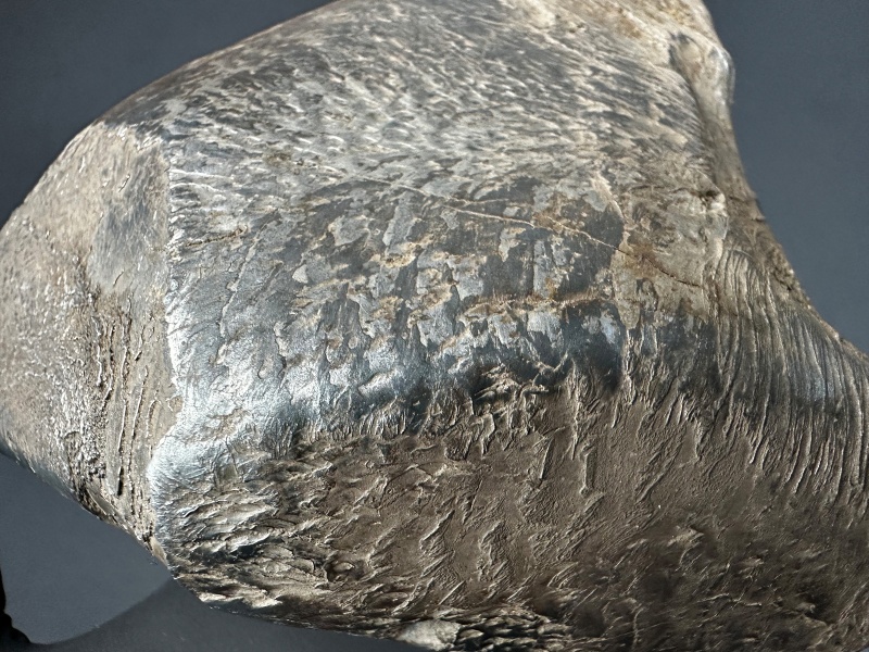 Plik:SN20260417 (mainmass)-SzKcu 7430.jpg