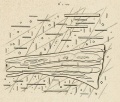 Seeläsgen (Rose 1864 Tafl1 Fig6).jpg
