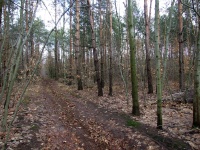 Łaskarzew (okoliczne lasy) 2.jpg