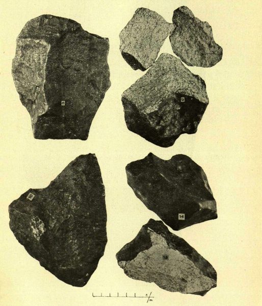 Plik:Zemaitkiemis specimens-8-10 13-14 (Kaveckis 1935).jpg