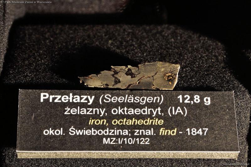 Plik:Seeläsgen (Przełazy) (PAN Muzeum Ziemi) I-10-122.jpg