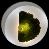 Moldavite (Muzeum Czeski Krumlov) okazy10.jpg