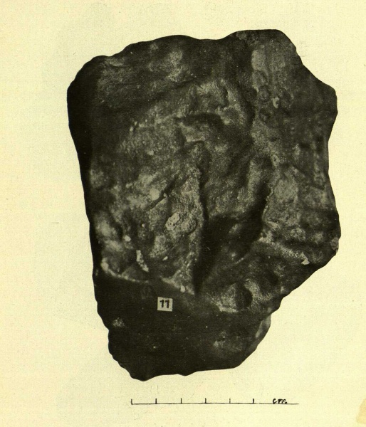 Plik:Zemaitkiemis specimen-11 (Kaveckis 1935).jpg