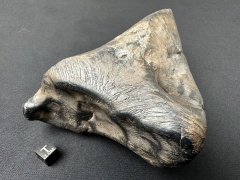 SN20260417 (mainmass)-SzK 7478.jpg