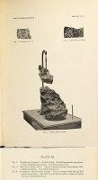 Farrington 1895 (plate3).jpg