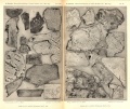 Brezina (1896)-Tafeln irons meteorites.jpg