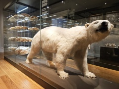 CopenhagenUGM (bears)-2.jpg